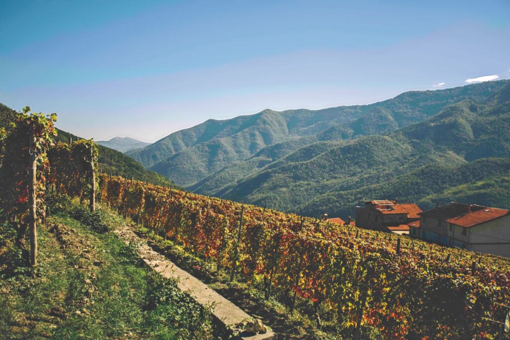 food and wine of liguria