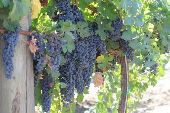 Red wine tasting