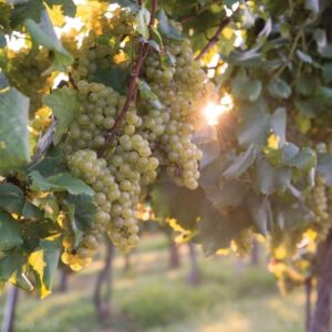 grapes maturity