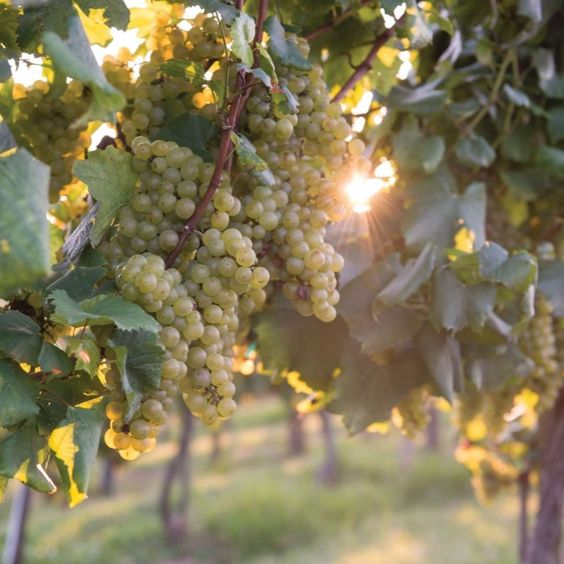 grapes maturity