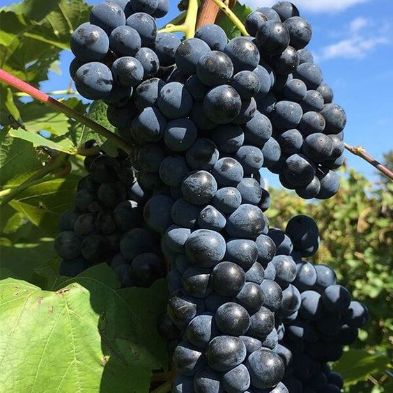 grapes maturity