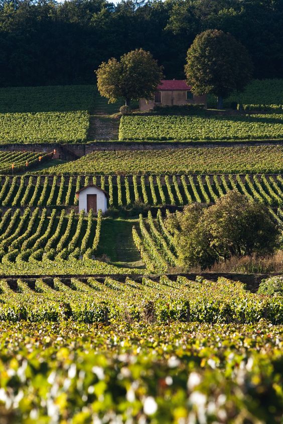terroir of Burgundy lieu-dit