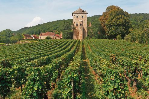 terroir of burgundy