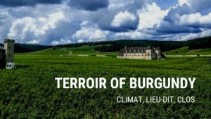 terroir of Burgundy