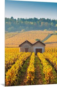 France’s most famous wine regions
