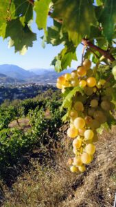 wine of Nice