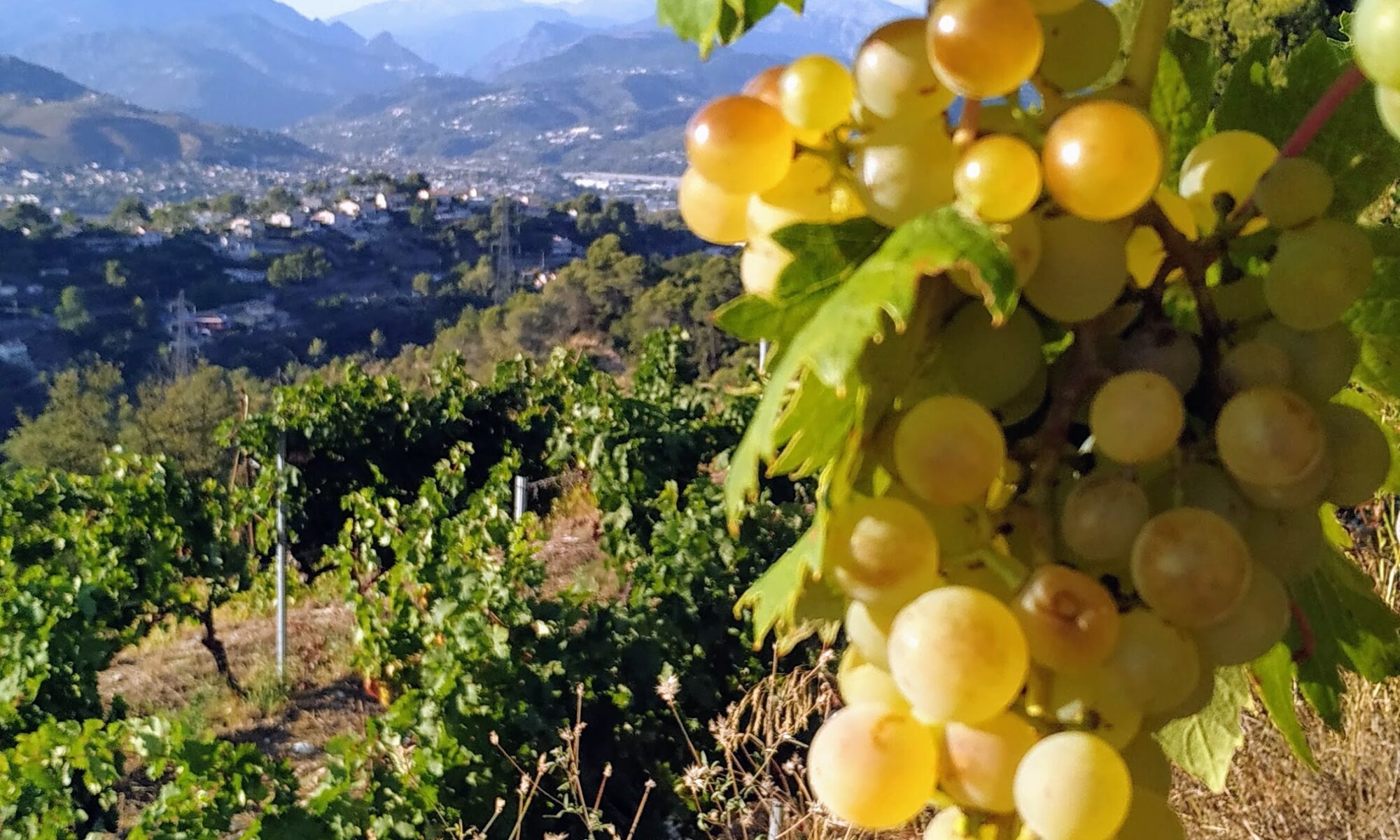 wine of Nice
