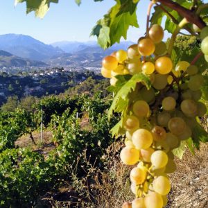 wine of Nice